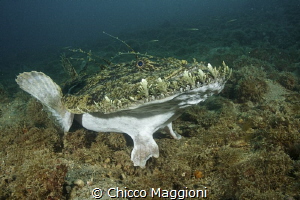 Angler fish by Chicco Maggioni 